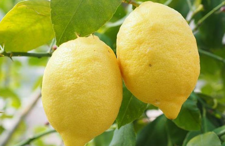 albero limone crescere consigli