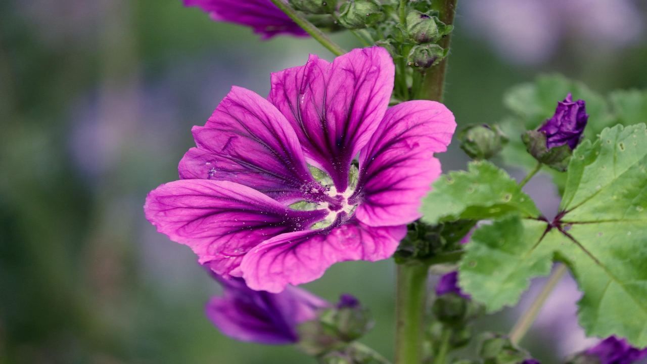 Malva coltivare fiore