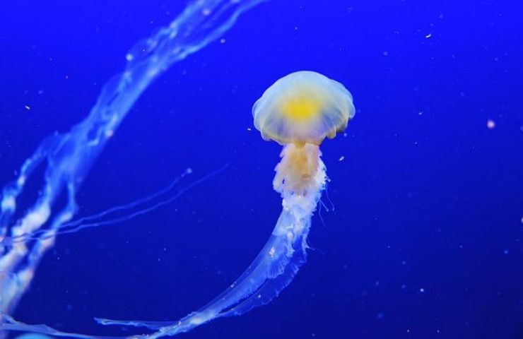 medusa legge quali rischi