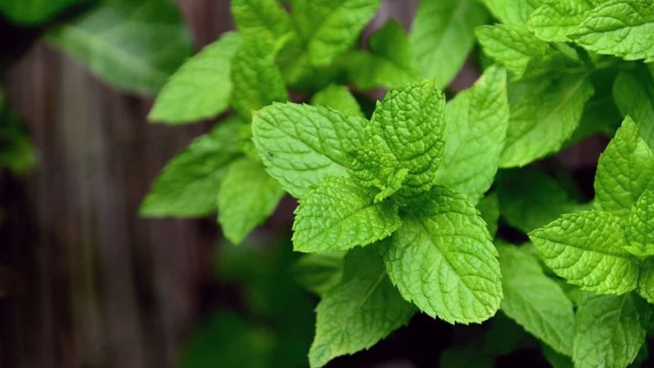 menta pianta profumo metodo