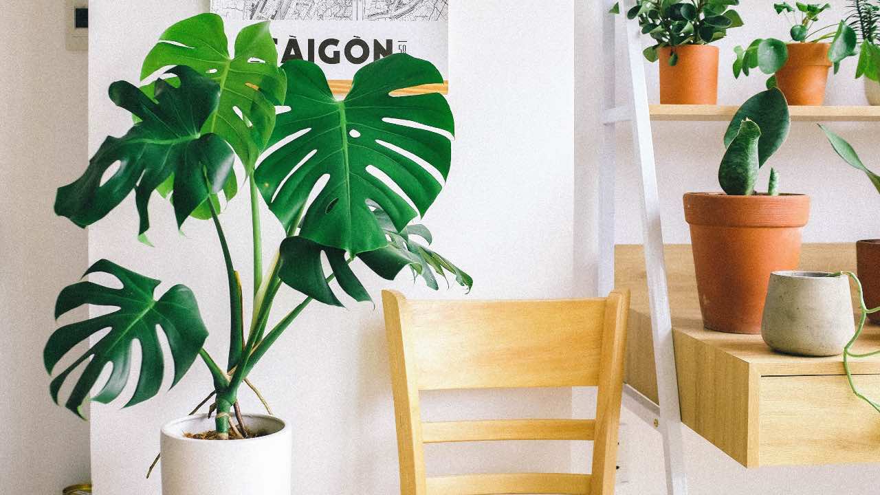 monstera sedia buchi