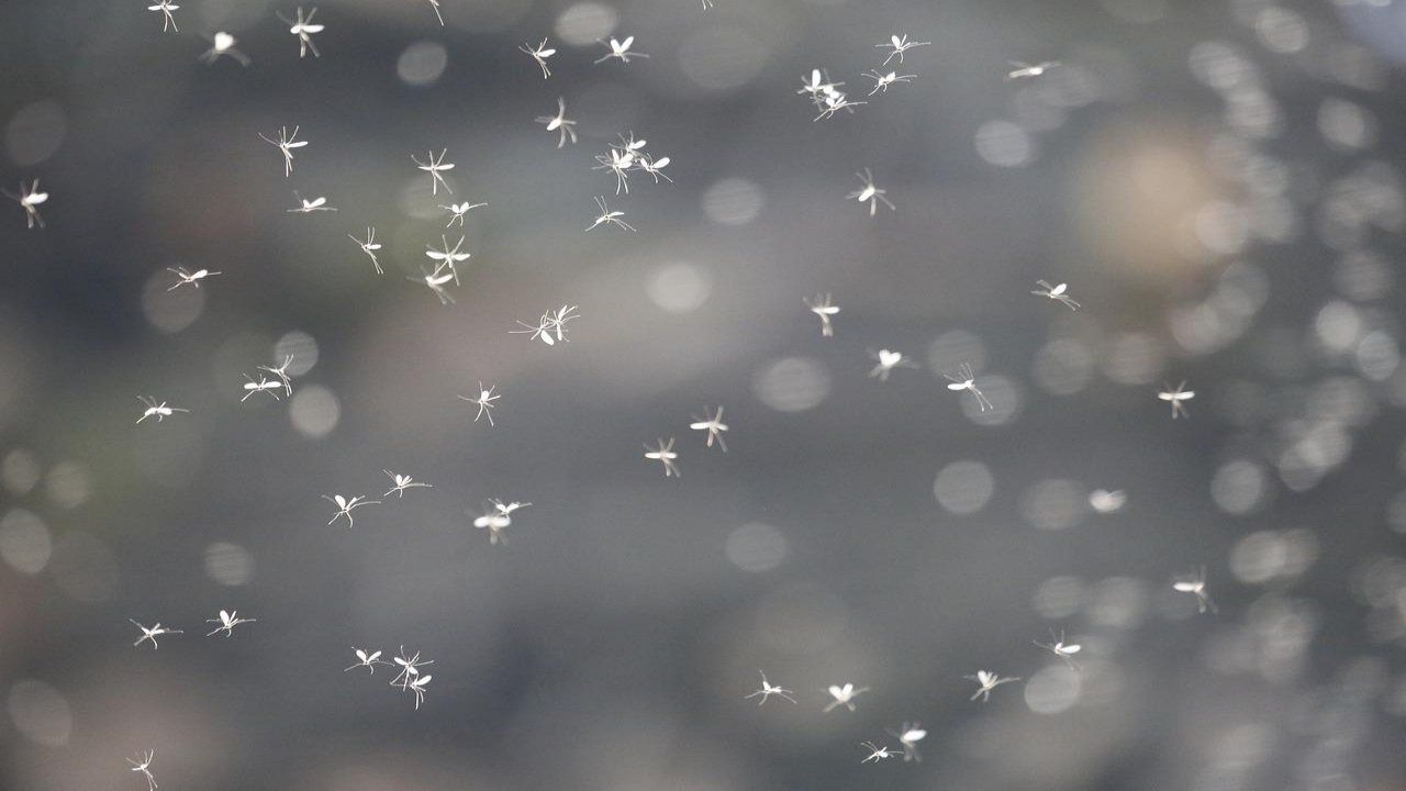 soluzioni moscerini rimedi