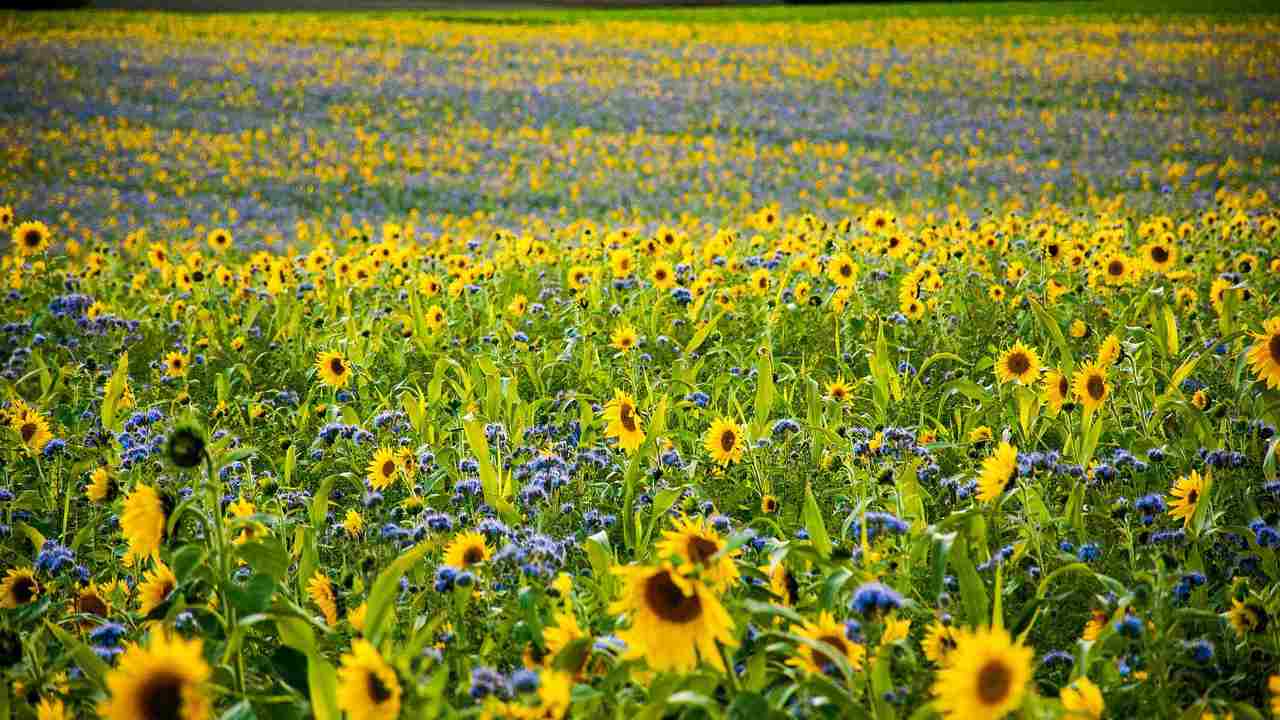 fiori porta sfortuna elenco