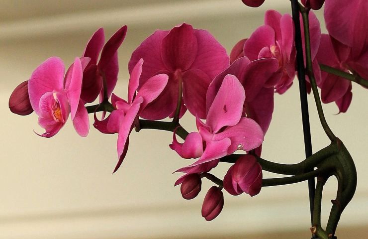 Orchidee rosa coltivazione