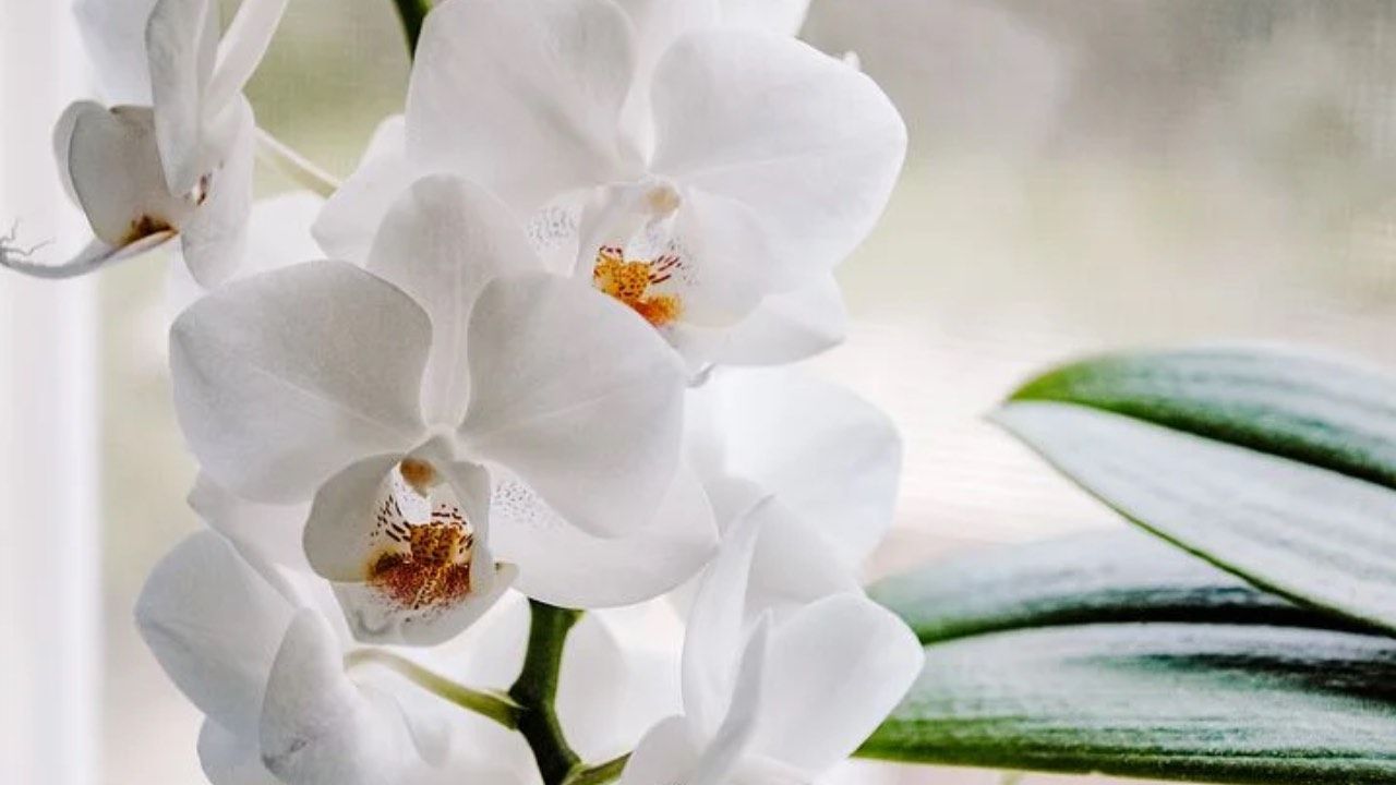 orchidea fiore bianco cura