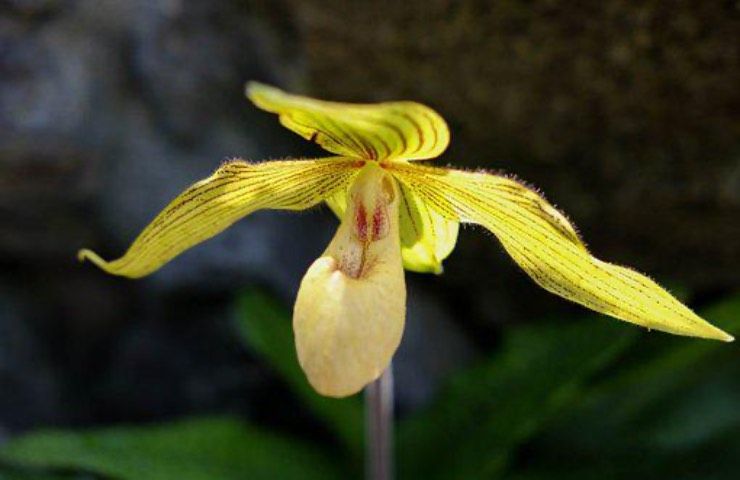 orchidea gialla Paphiopedilum coltivazione
