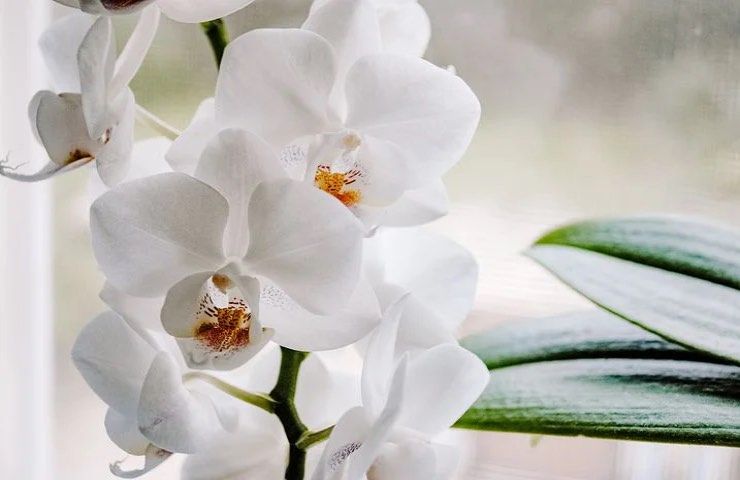orchidea fiori bianchi segnali