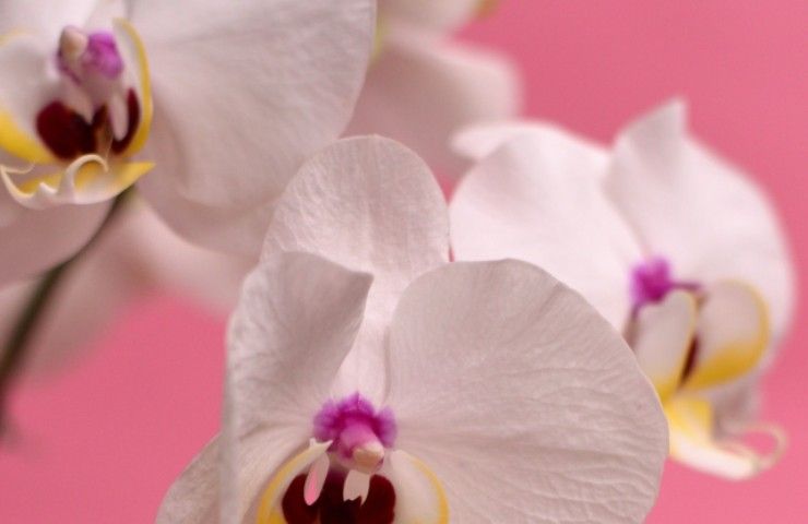 dracula simia orchidea consigli