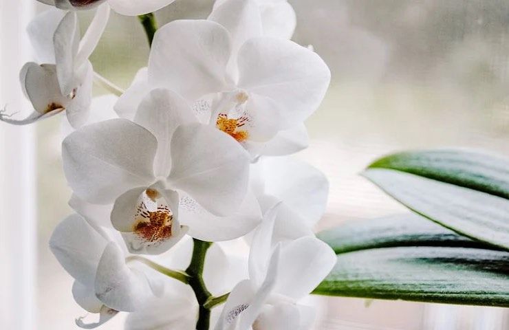 orchidea phalaenopsis bianca fioritura