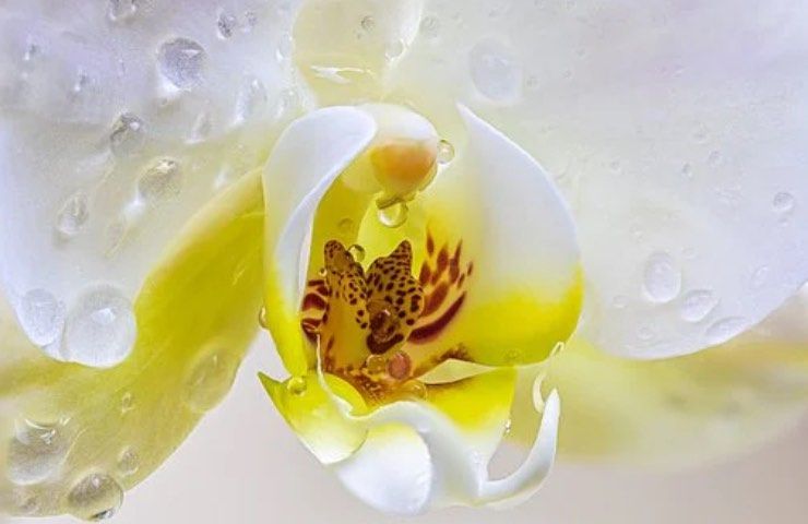 pistillo giallo orchidea segnali