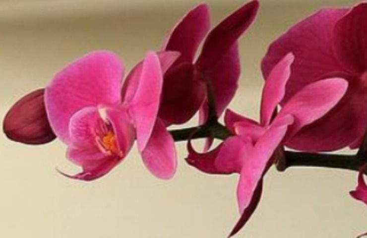 terriccio orchidee indicato come preparare
