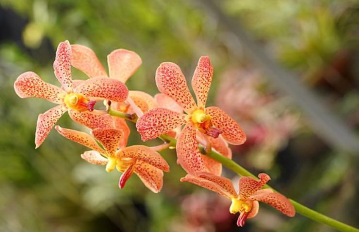 orchidea vanda arancione cura