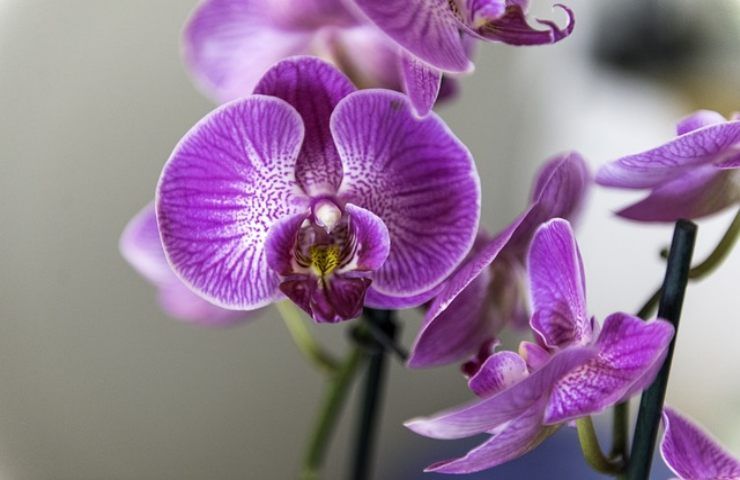 terriccio orchidee indicato giardino