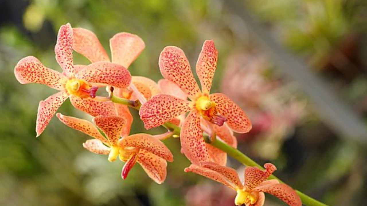 orchidea arancione gialla cura