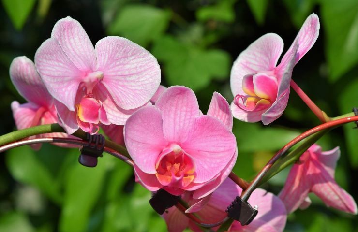 Orchidea rosa innaffiare