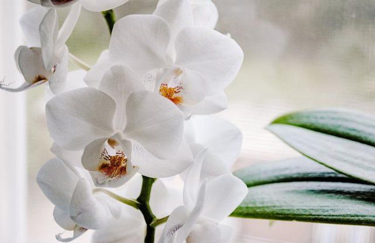 orchidee coltivate acqua come fare