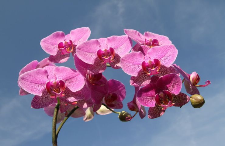 dracula simia orchidea come coltivare