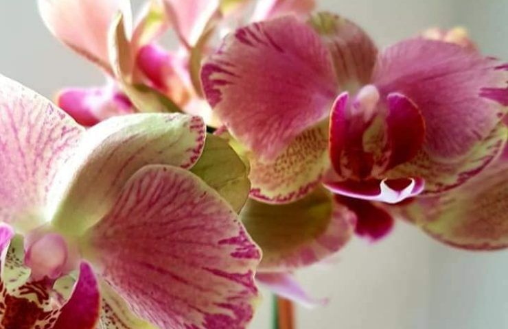 orchidea fiorita tutto anno consigli