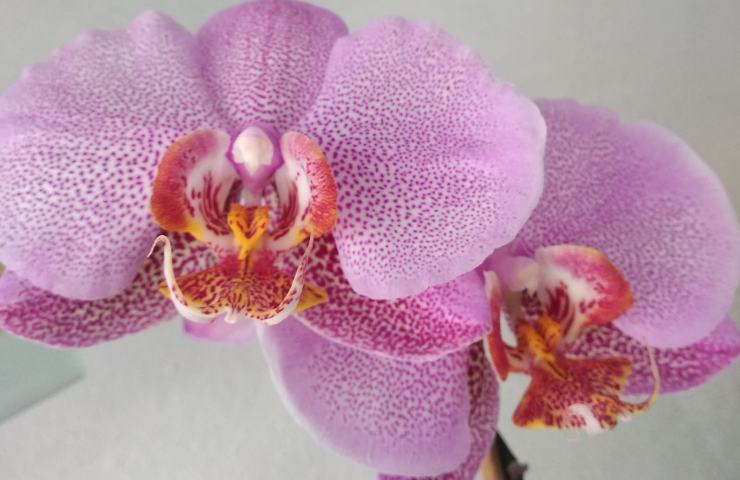 orchidee fioritura tutto anno come fare