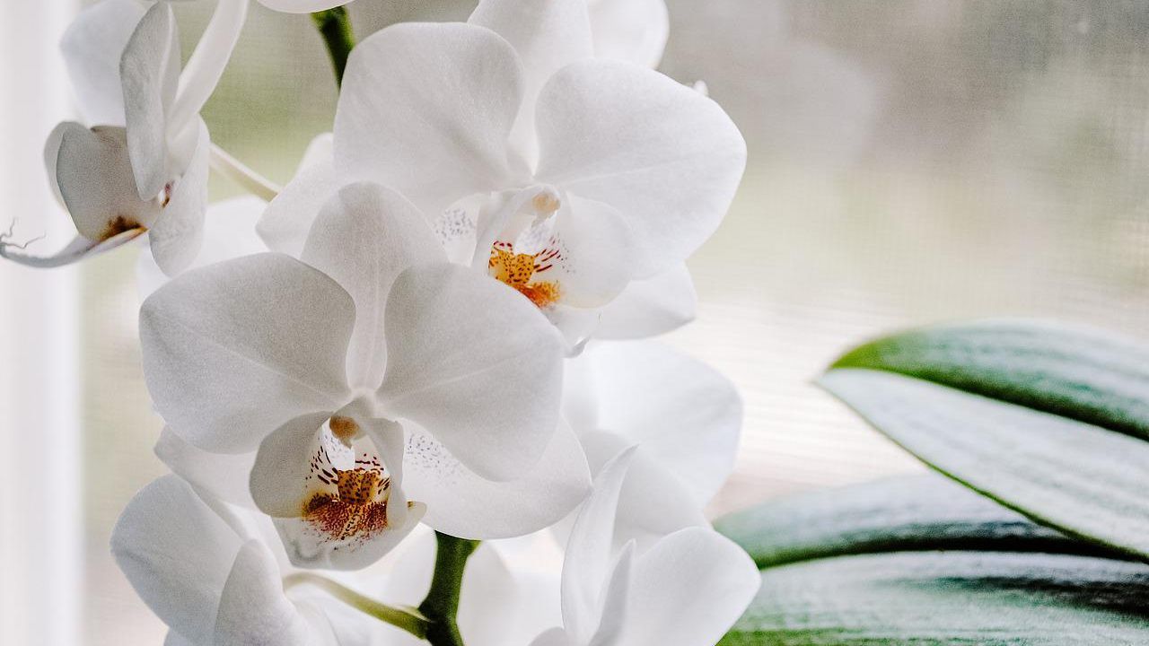 terriccio orchidee indicato