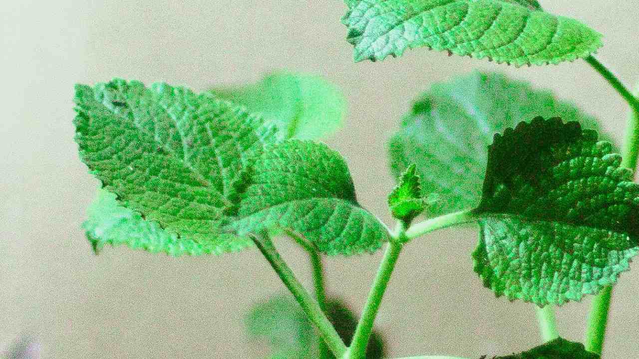 Origano cubano foglie