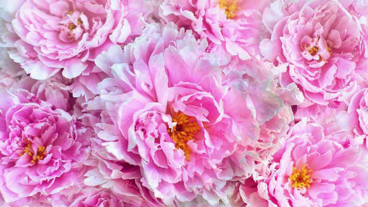 peonie fiori coltivazione