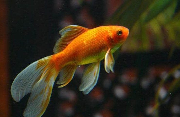 pesci rossi casalinghi danni