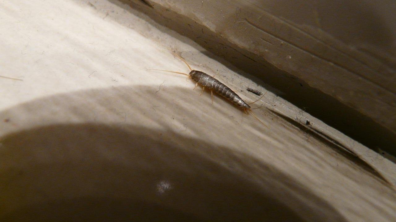 pesciolino d'argento addio