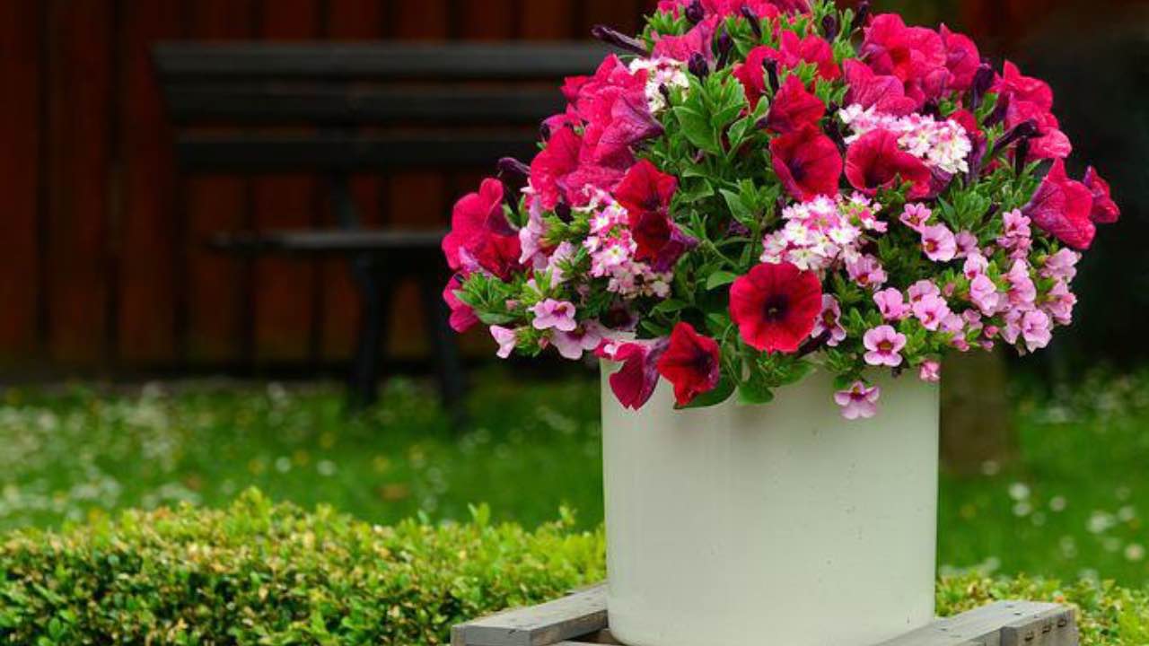 petunie fiori colorati potatura