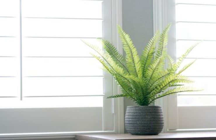 piante anti muffa finestra 