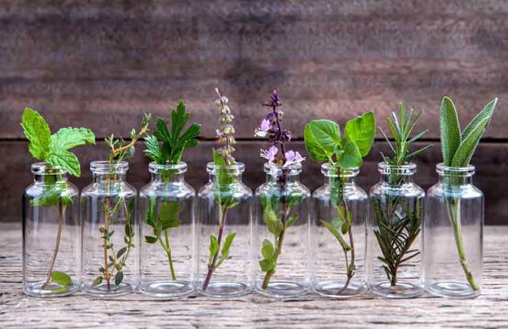 piante aromatiche acqua nigliori 