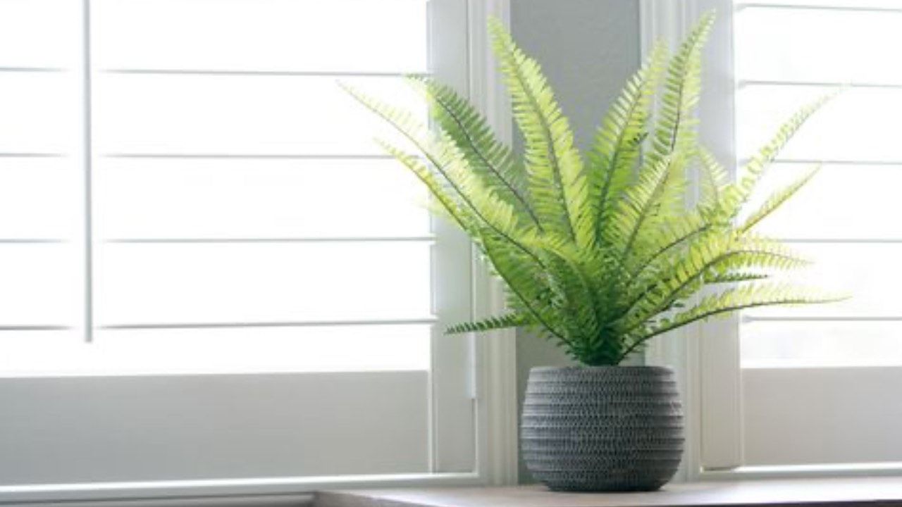 PIANTE MUFFA RISOLUZIONE