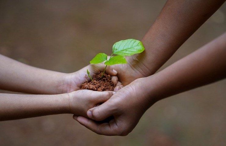 piantare alberi