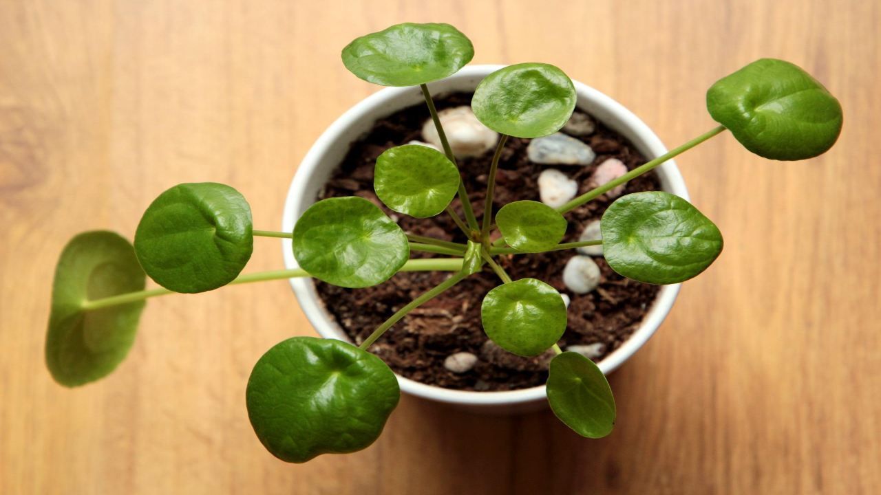 Pilea coltivazione pianta