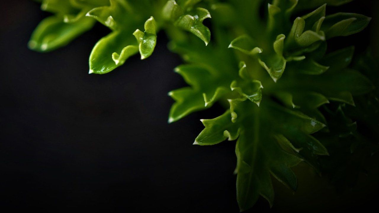 prezzemolo tecnica moltiplicazione