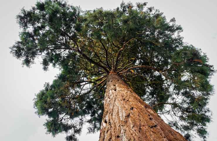 Albero longevo sequoia