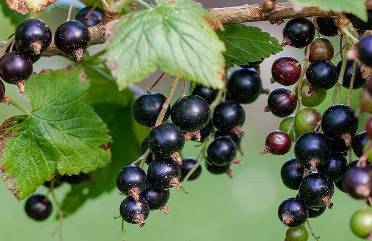 bacche ribes nigrum benefici