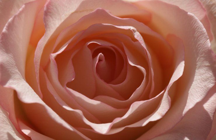 Rosa moltiplicare fiore