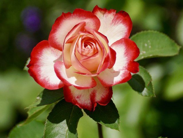 Rosa rossa coltivazione