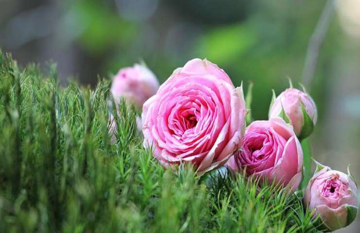 rose fioritura 