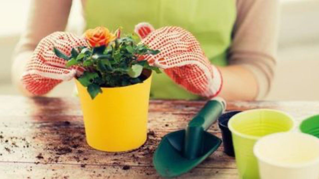 rose giardinaggio posizione