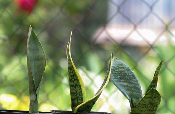 sansevierie foglie secche rimedi