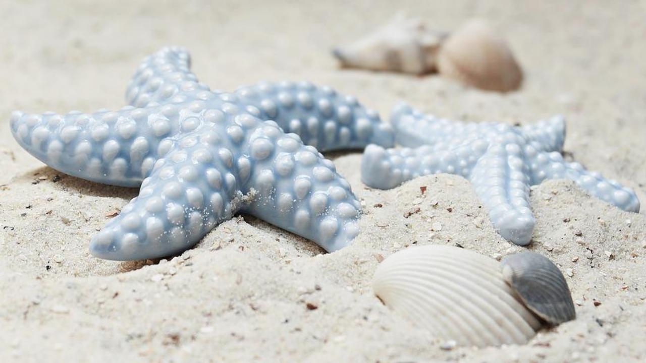 stelle marine muoiono