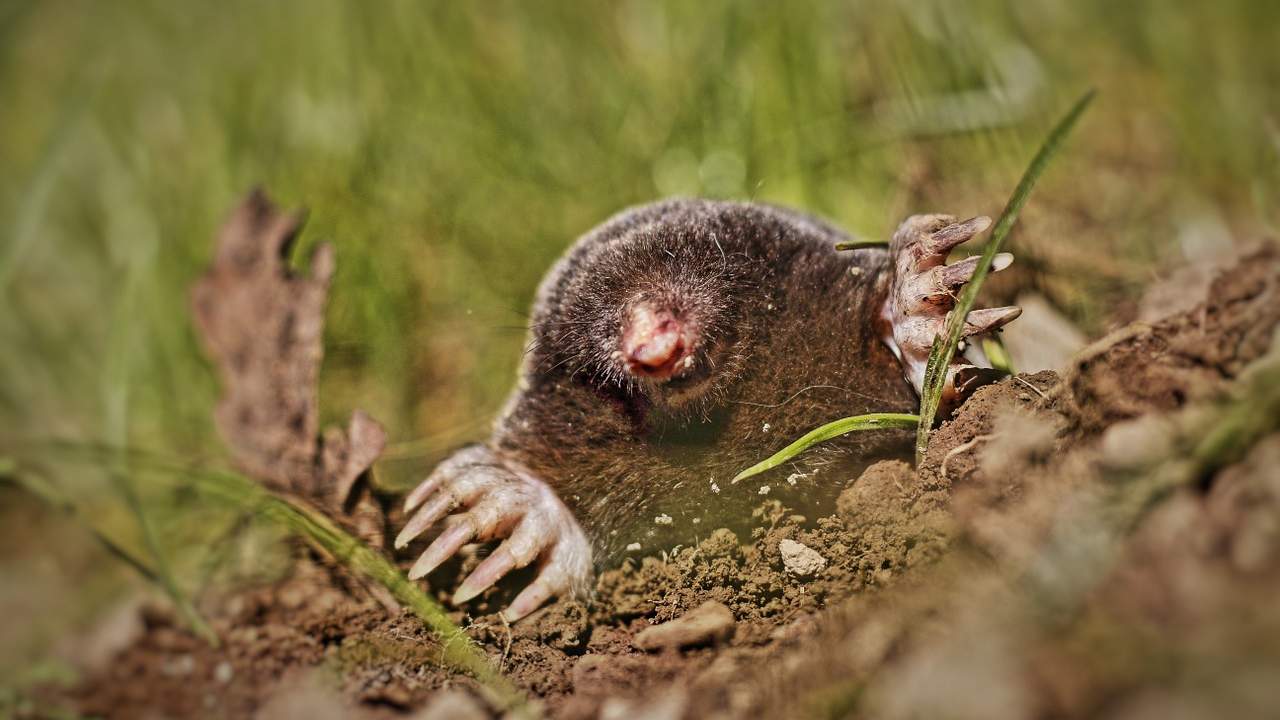 talpa allontanare metodi