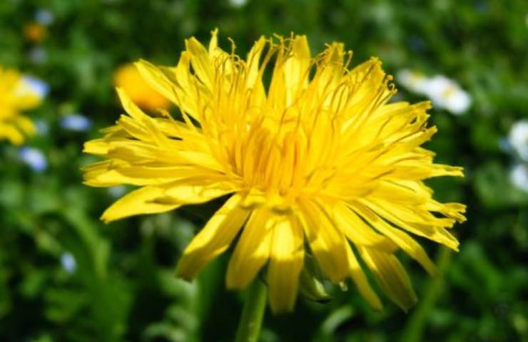 tarassaco fiore giallo utilizzo