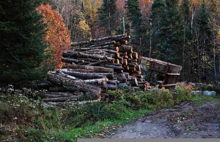 deforestazione perdite biodiversità
