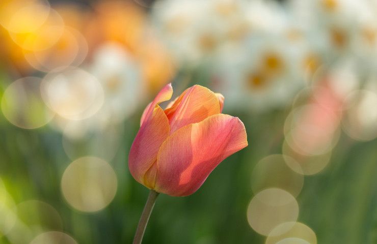 Cura tulipano fiore