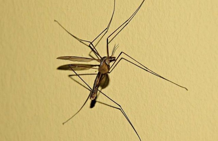 zanzare infette malattie curare prevenire