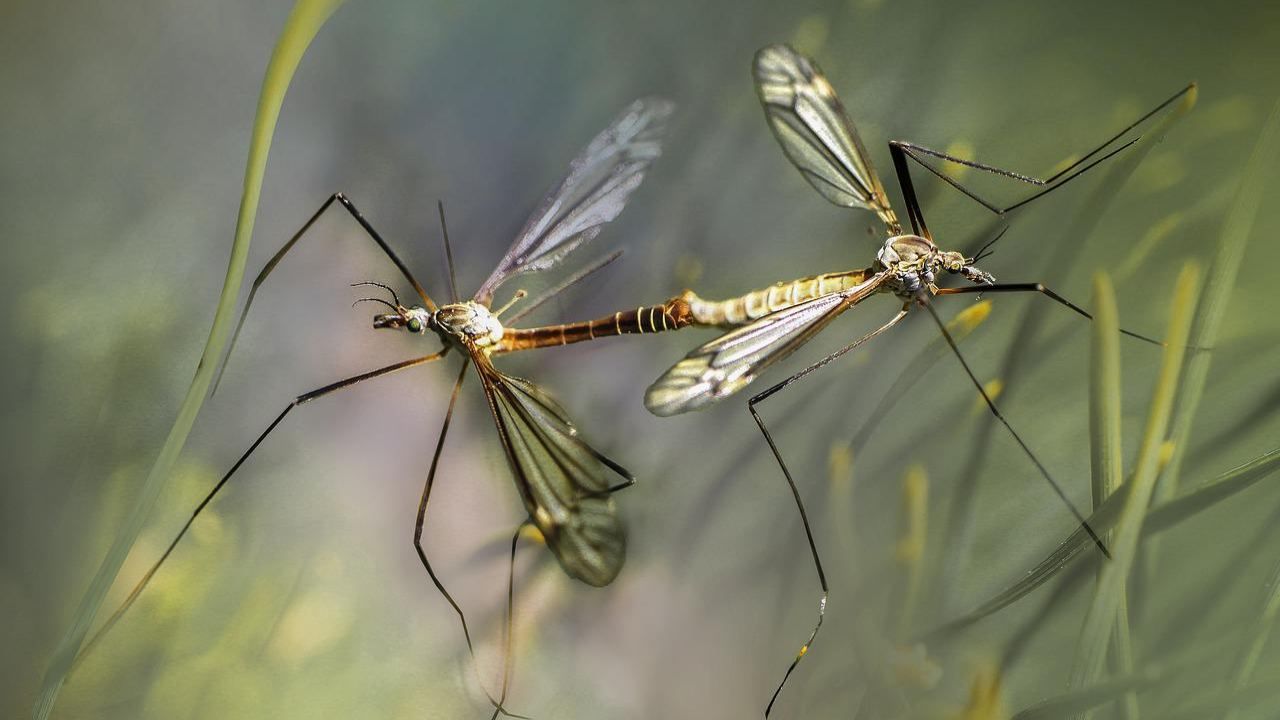 zanzare rimedi naturali