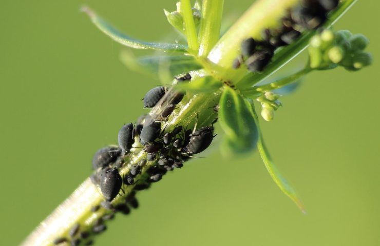 afidi soluzione rimedio bicarbonato